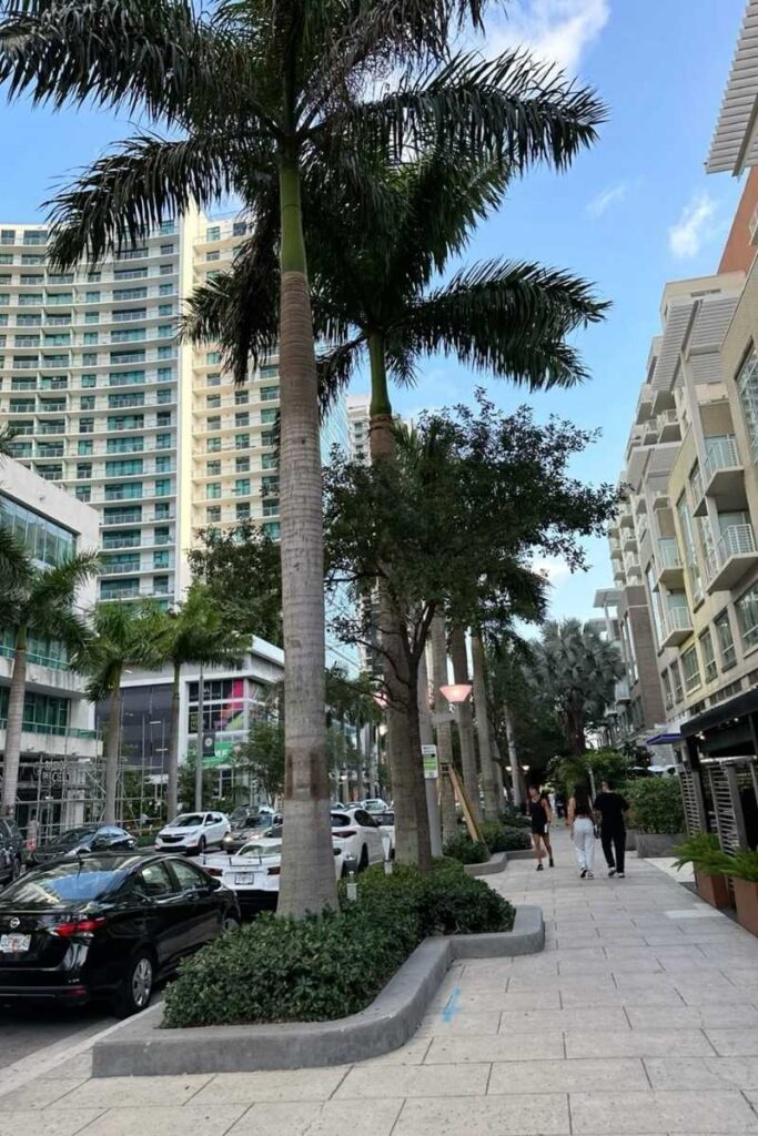 Midtown calle con palmeras y coches estacionados a los lados, creando un ambiente tropical y urbano