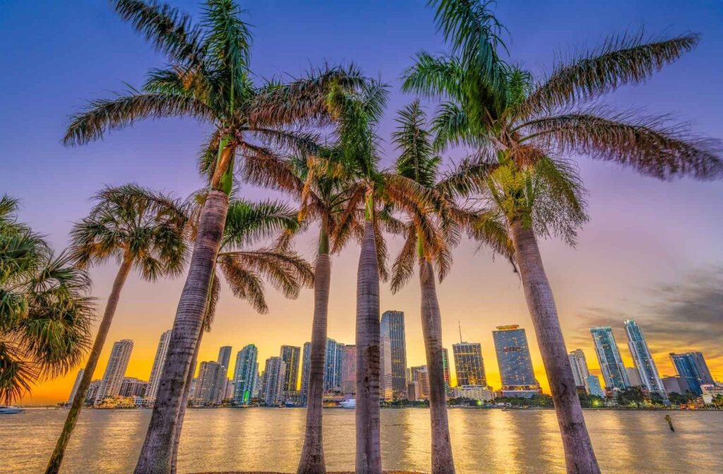 Palmeras al atardecer en Miami Beach