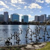 Aves en el agua con un horizonte de la ciudad en el fondo, representando el centro de la ciudad Dowtown.